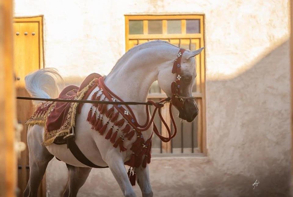 Farhoud Al Shaqab  (Al Adeed Al Shaqab x Johara Al Shaqab) - Arabian Stallion